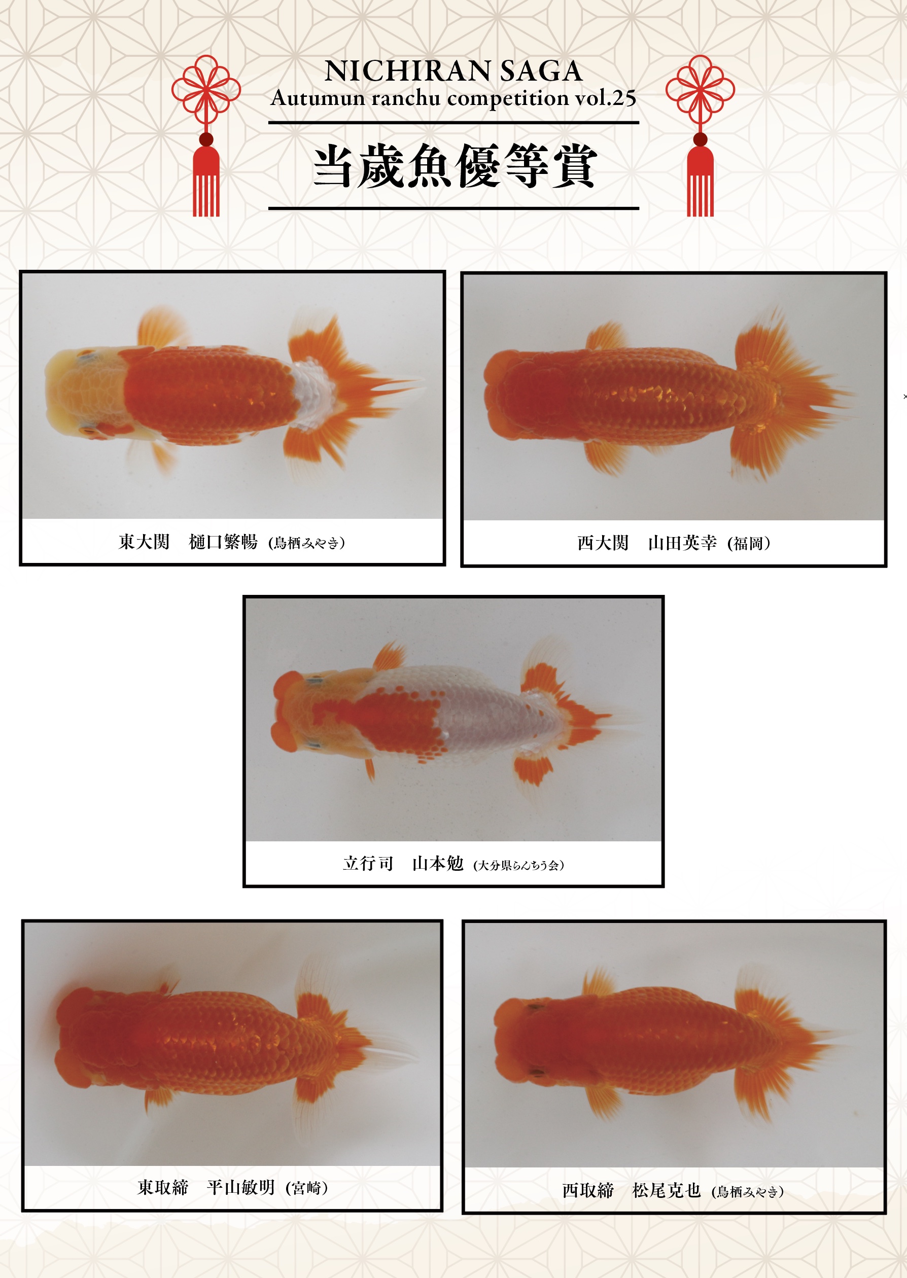 あざやからんちゅう　　当歳 　10ｃｍ　めすタイプ　( 67 )　 らんちゅう当歳魚長手で大きく成長してくれそうな雰囲気の当歳