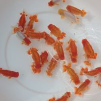 日蘭佐賀 Nichiran Saga 日本らんちゅう協会
